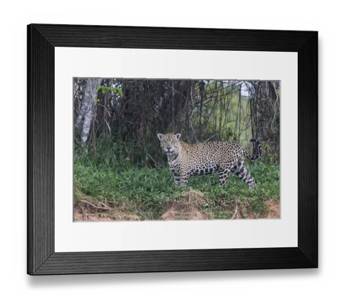 Framed Print : South America, Brazil, Mato Grosso, The Pantanal, Rio Cuiaba, jaguar (Panthere onca)