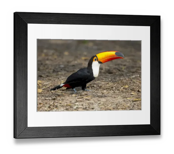 Framed Print : South America, Brazil, Mato Grosso, The Pantanal, toco toucan (Ramphastos toco) Framed Print : South America, Brazil, Mato Grosso, The Pantanal, toco toucan (Ramphastos toco)