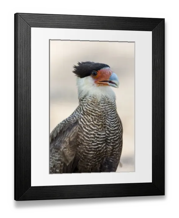 Framed Print : South America, Brazil, Mato Grosso, The Pantanal, southern crested caracara, (Caracara plancus) Framed Print : South America, Brazil, Mato Grosso, The Pantanal, southern crested caracara, (Caracara plancus)