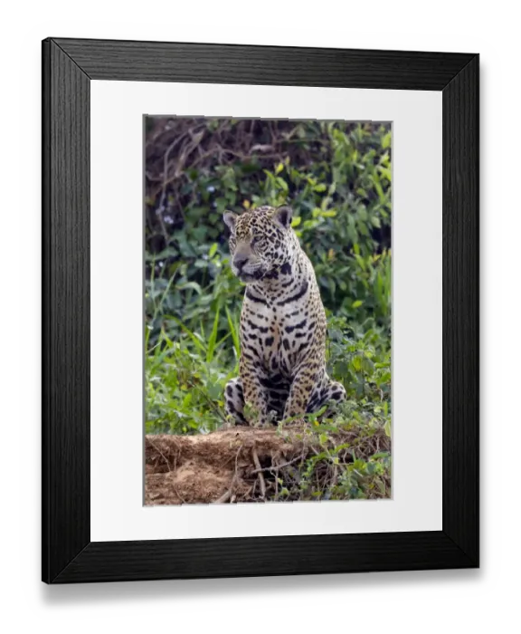 Framed Print : South America, Brazil, Mato Grosso, The Pantanal, jaguar (Panthera onca) Framed Print : South America, Brazil, Mato Grosso, The Pantanal, jaguar (Panthera onca)