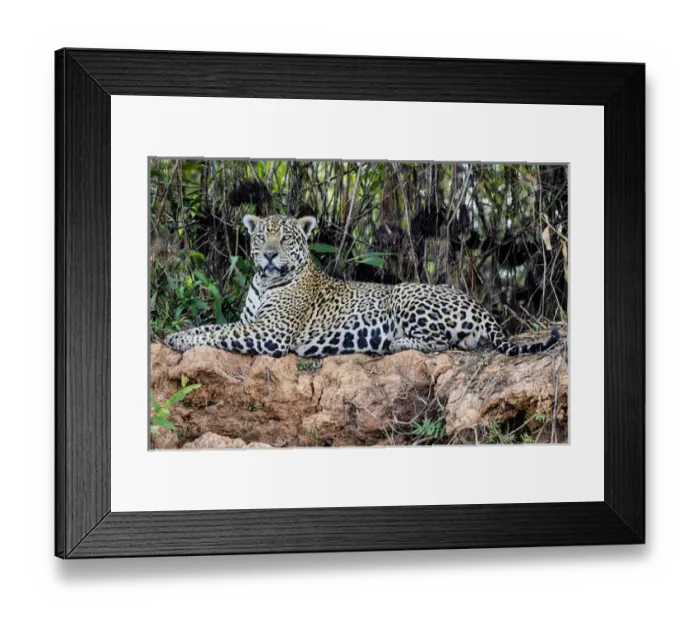 Framed Print : South America, Brazil, Mato Grosso, The Pantanal, jaguar (Panthera onca)