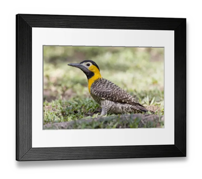 Framed Print : South America, Brazil, Mato Grosso, The Pantanal, campo flicker, (Caloptes campestris)