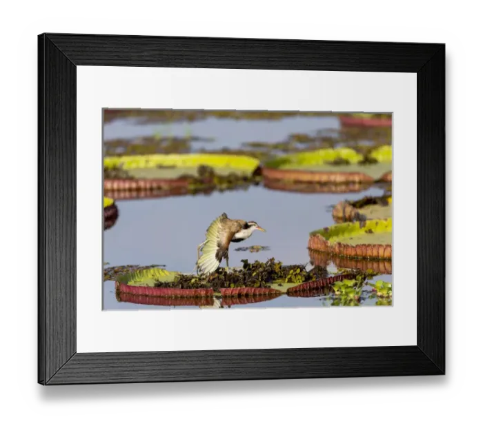 Framed Print : South America, Brazil, Mato Grosso, The Pantanal, Porto Jofre, wattled jacana, immature Framed Print : South America, Brazil, Mato Grosso, The Pantanal, Porto Jofre, wattled jacana, immature