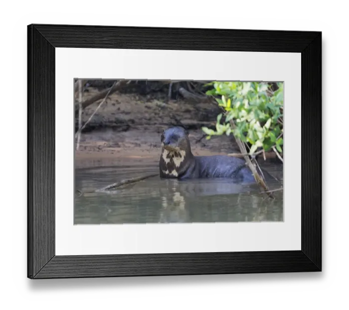 Framed Print : South America, Brazil, Mato Grosso, The Pantanal, Rio Cuiaba, giant otter, (Pteronura brasiliensis) Framed Print : South America, Brazil, Mato Grosso, The Pantanal, Rio Cuiaba, giant otter, (Pteronura brasiliensis)