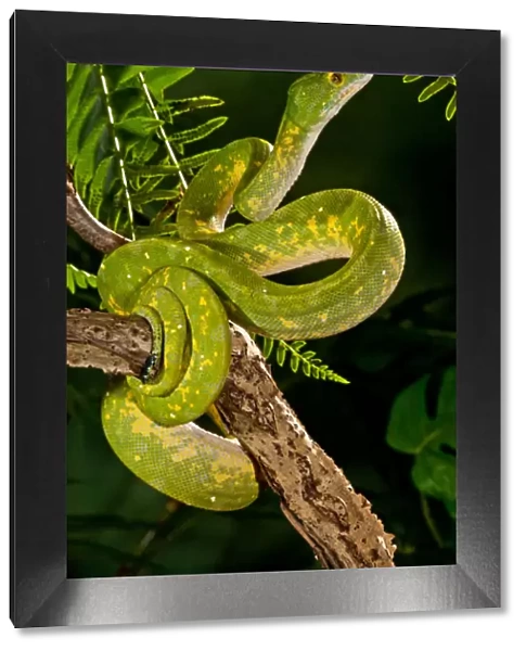 Green Tree Python (Captive), Morelia (Chondropython) viridis Native to New Guinea