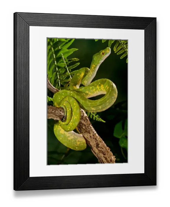 Framed Print : Green Tree Python (Captive), Morelia (Chondropython) viridis Native to New Guinea Framed Print : Green Tree Python (Captive), Morelia (Chondropython) viridis Native to New Guinea