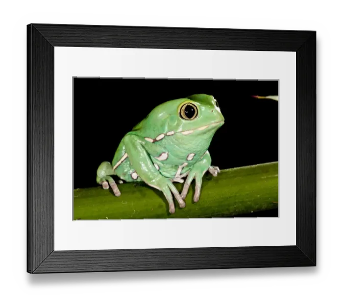 Framed Print : Painted Monkey Frog Phyllomedusa savaugii Native to Paraguay Habitat - Rain Forest Framed Print : Painted Monkey Frog Phyllomedusa savaugii Native to Paraguay Habitat - Rain Forest