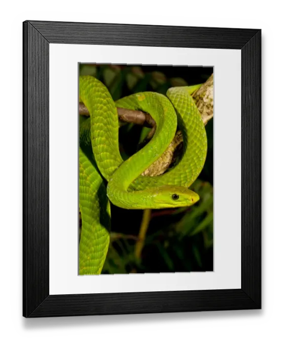 Framed Print : East African Green Mamba, Dendroaspis angusticeps, Native to Eastern Africa, Habitat