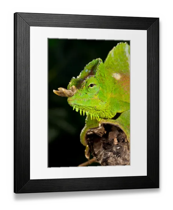 Framed Print : Four Horned Chameleon, Trioceros (Chamaeleo) quadricornis, Native to the Cameroons Framed Print : Four Horned Chameleon, Trioceros (Chamaeleo) quadricornis, Native to the Cameroons