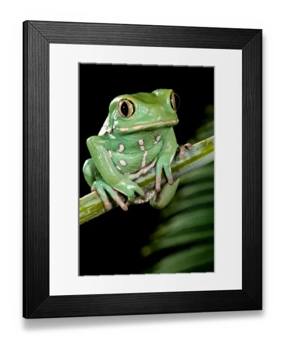Framed Print : Painted Monkey Frog Phyllomedusa savaugii Native to Paraguay Habitat - Rain Forest