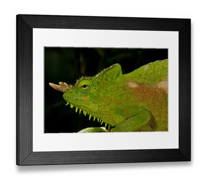 Framed Print : Four Horned Chameleon, Trioceros (Chamaeleo) quadricornis, Native to the Cameroons Framed Print : Four Horned Chameleon, Trioceros (Chamaeleo) quadricornis, Native to the Cameroons