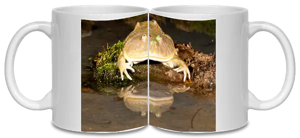Budgetts Frog, Lepidobatrachus asper, Native to Primarily Peru, Habitat: Mainly
