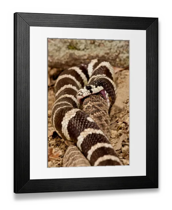 Framed Print : California Kingsnake eating Western Diamondback Rattler, Lampropeltis getulus  /  Crotalus atrox