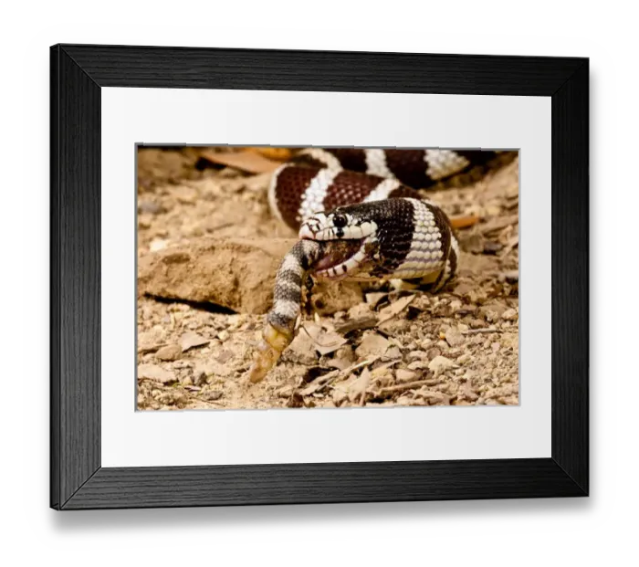 Framed Print : California Kingsnake eating Western Diamondback Rattler, Lampropeltis getulus / Crotalus atrox Framed Print : California Kingsnake eating Western Diamondback Rattler, Lampropeltis getulus / Crotalus atrox