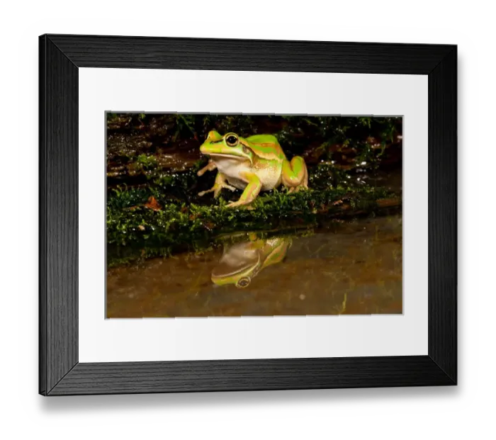 Framed Print : Golden Bell Treefrog, Litoria aurea, Native to Australia, Habitat: Ground Dwelling Framed Print : Golden Bell Treefrog, Litoria aurea, Native to Australia, Habitat: Ground Dwelling