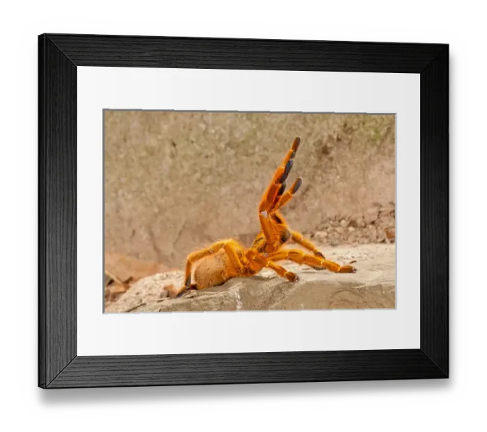 Framed Print : Usambara Orange Baboon Spider, Pternochilus murinus, Native to Central Eastern and Southern Africa Framed Print : Usambara Orange Baboon Spider, Pternochilus murinus, Native to Central Eastern and Southern Africa