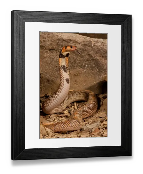 Framed Print : Cape Coral Snake Aspidelaps lubricus cowlesi Native to Southern Angola Habitat - Dry Sandy Soil Framed Print : Cape Coral Snake Aspidelaps lubricus cowlesi Native to Southern Angola Habitat - Dry Sandy Soil