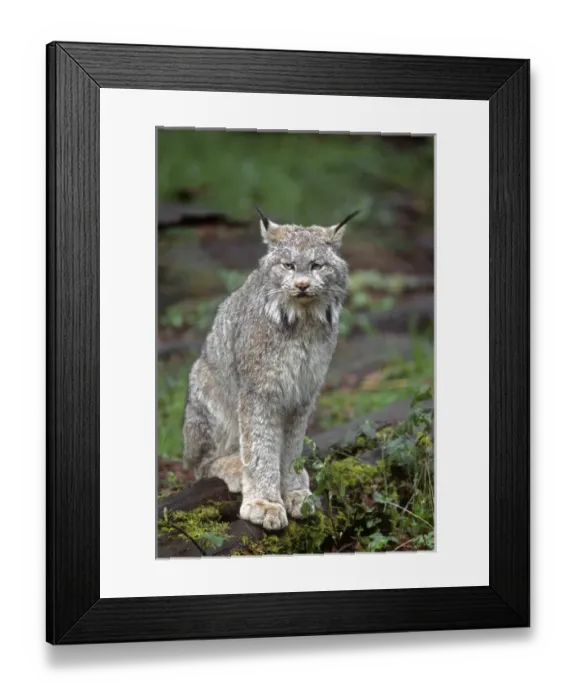 Framed Print : Canada lynx (Lynx canadensis), native to wilderness areas of northern North America Framed Print : Canada lynx (Lynx canadensis), native to wilderness areas of northern North America