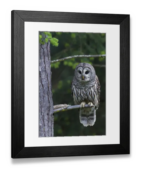 Framed Print : Barred Owl, hunting at dusk Framed Print : Barred Owl, hunting at dusk