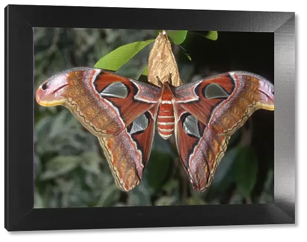 Atlas moth (Attacus atlas), these are the largest moths in the world with a wingspan