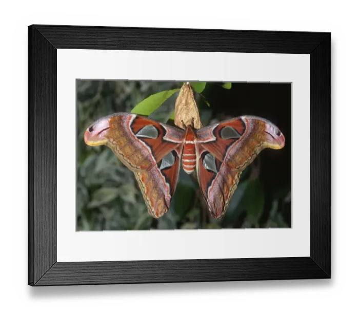 Framed Print : Atlas moth (Attacus atlas), these are the largest moths in the world with a wingspan Framed Print : Atlas moth (Attacus atlas), these are the largest moths in the world with a wingspan