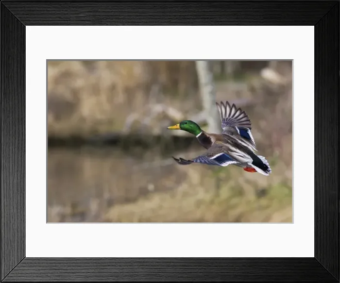 Framed Print : Mallard Drake Taking Flight