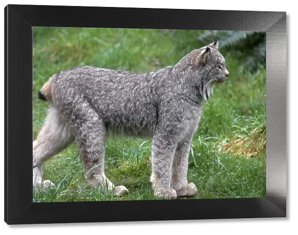 Canada lynx (Lynx canadensis), native to wilderness areas of northern North America