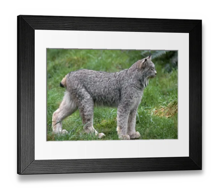 Framed Print : Canada lynx (Lynx canadensis), native to wilderness areas of northern North America Framed Print : Canada lynx (Lynx canadensis), native to wilderness areas of northern North America