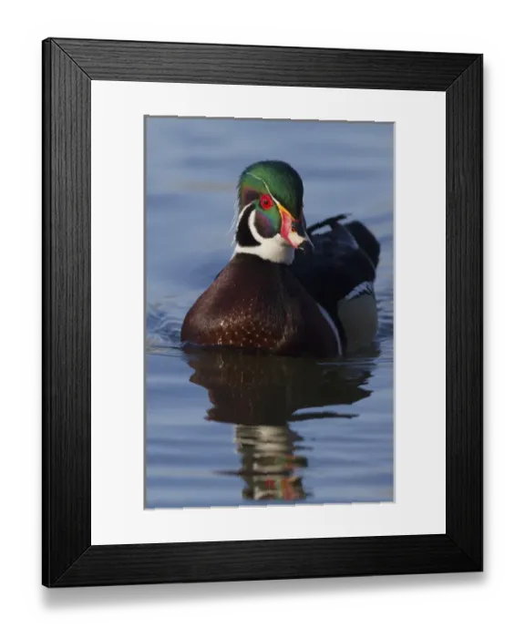 Framed Print : Wood Duck Drake