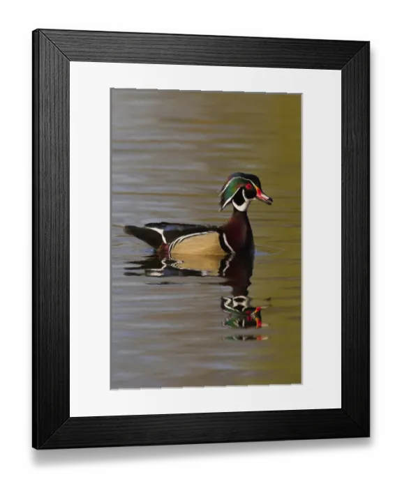 Framed Print : Wood Duck Drake