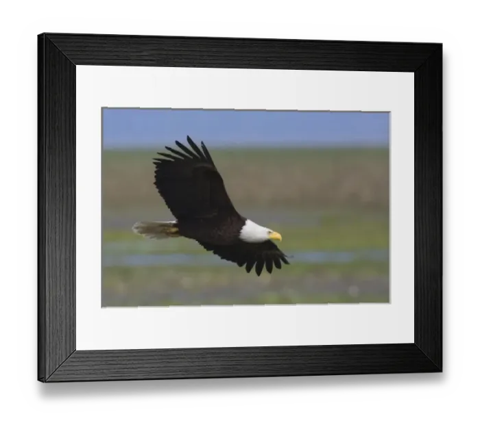 Framed Print : Bald Eagle Framed Print : Bald Eagle