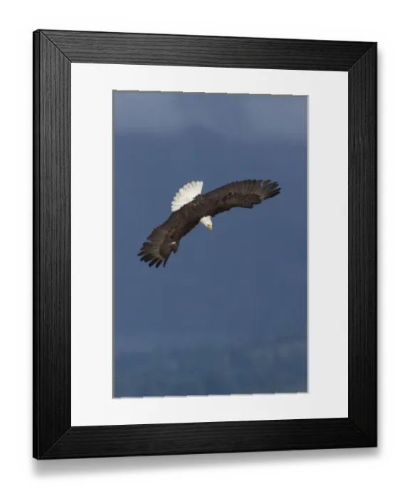 Framed Print : Bald Eagle Diving Framed Print : Bald Eagle Diving