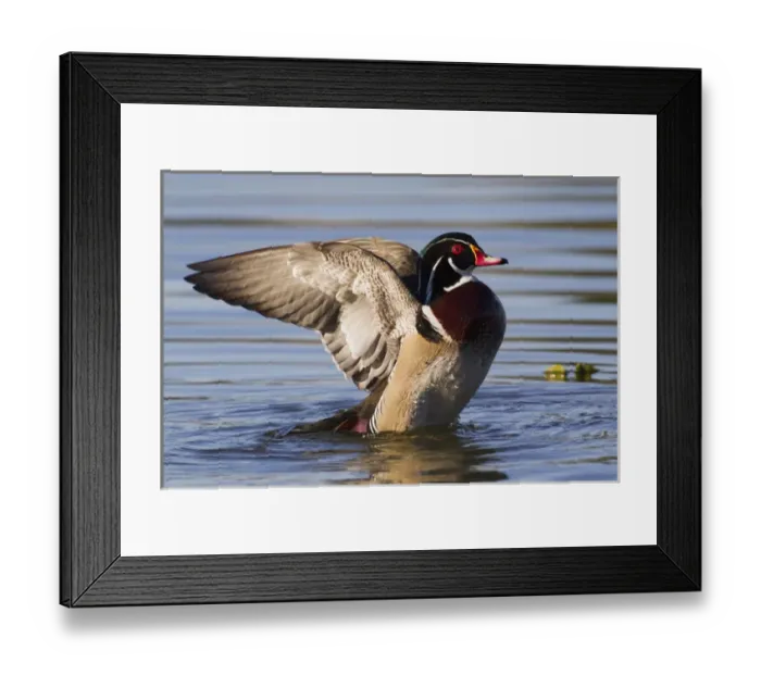 Framed Print : Wood Duck Drake Drying Wings Framed Print : Wood Duck Drake Drying Wings