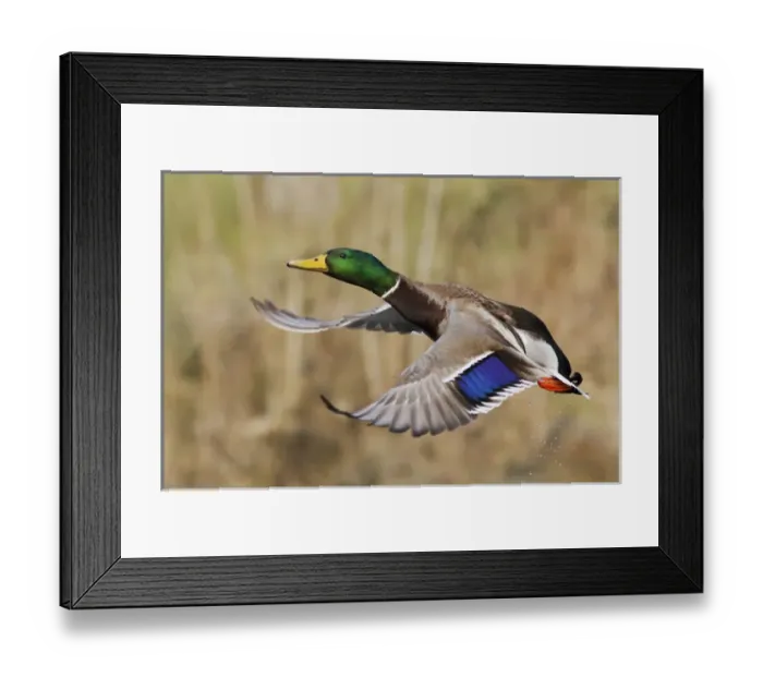 Framed Print : Mallard Drake Taking Flight