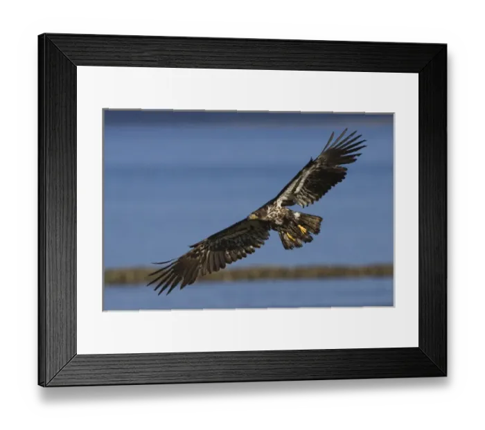 Framed Print : Bald Eagle in Flight, immature