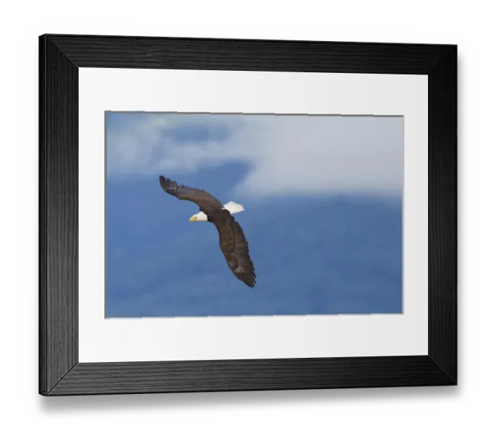 Framed Print : Bald Eagle in Flight Framed Print : Bald Eagle in Flight