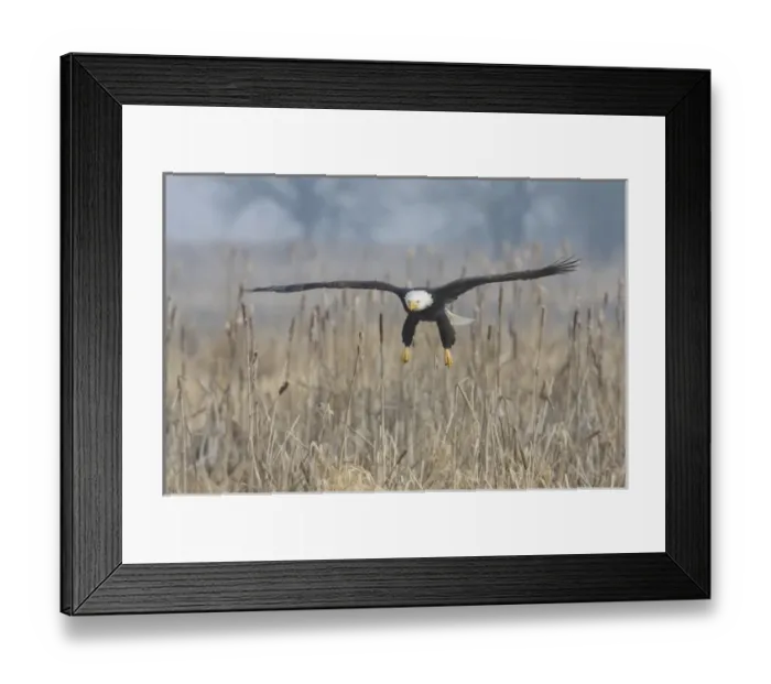 Framed Print : Bald Eagle, Foggy Wetland Marsh Framed Print : Bald Eagle, Foggy Wetland Marsh