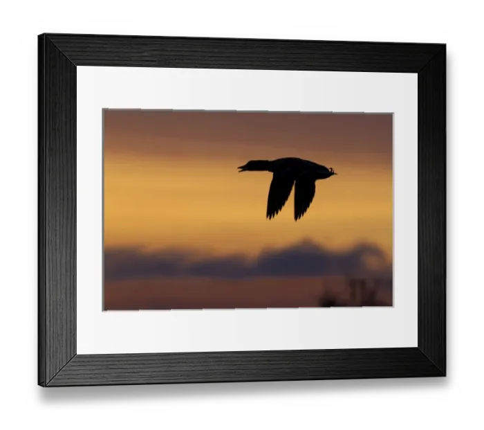 Framed Print : Mallard Drake Silhouette Framed Print : Mallard Drake Silhouette