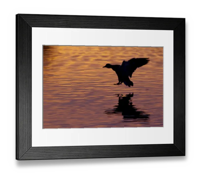 Framed Print : Mallard Drake Silhouette Framed Print : Mallard Drake Silhouette