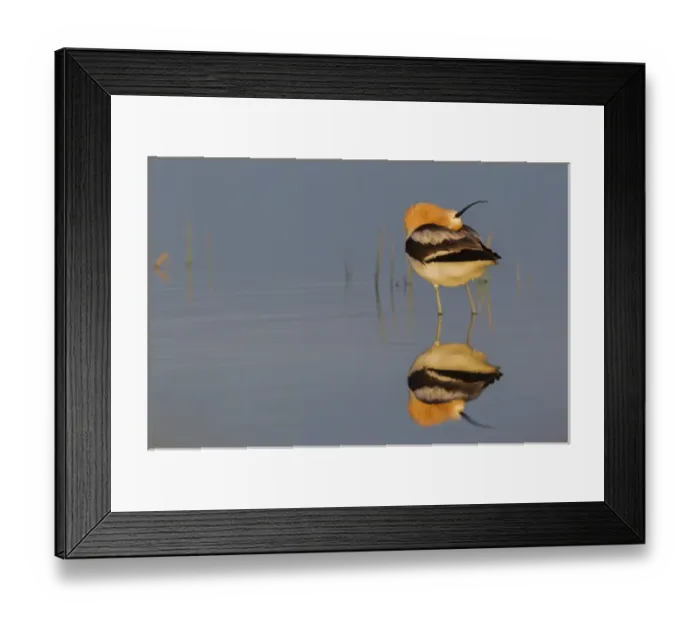 Framed Print : American Avocet