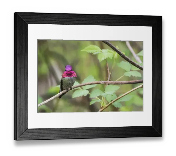 Framed Print : Annas Hummingbird (male) Framed Print : Annas Hummingbird (male)