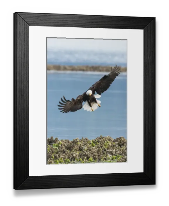 Framed Print : Bald Eagle Hunting Framed Print : Bald Eagle Hunting