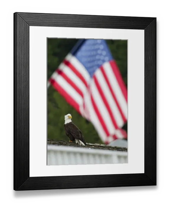 Framed Print : Bald Eagle; American Flag