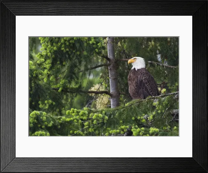 Framed Print : Bald Eagle Framed Print : Bald Eagle