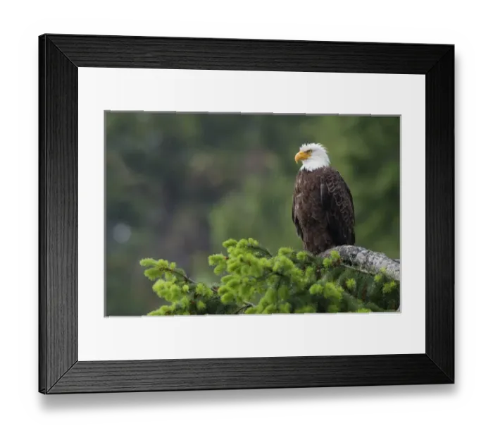 Framed Print : Bald Eagle; drizzle Framed Print : Bald Eagle; drizzle