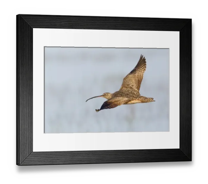 Framed Print : Long-billed Curlew