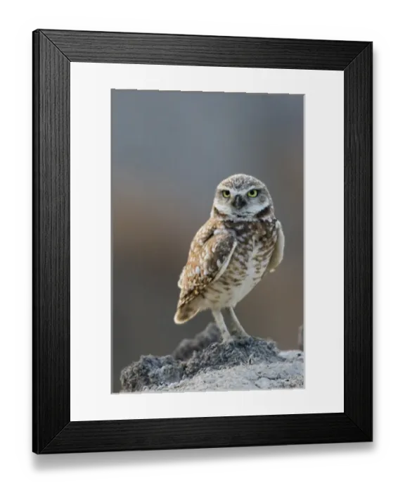 Framed Print : Burrowing Owl Framed Print : Burrowing Owl