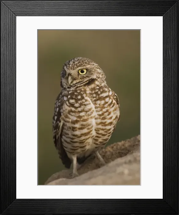 Framed Print : Burrowing Owl Framed Print : Burrowing Owl
