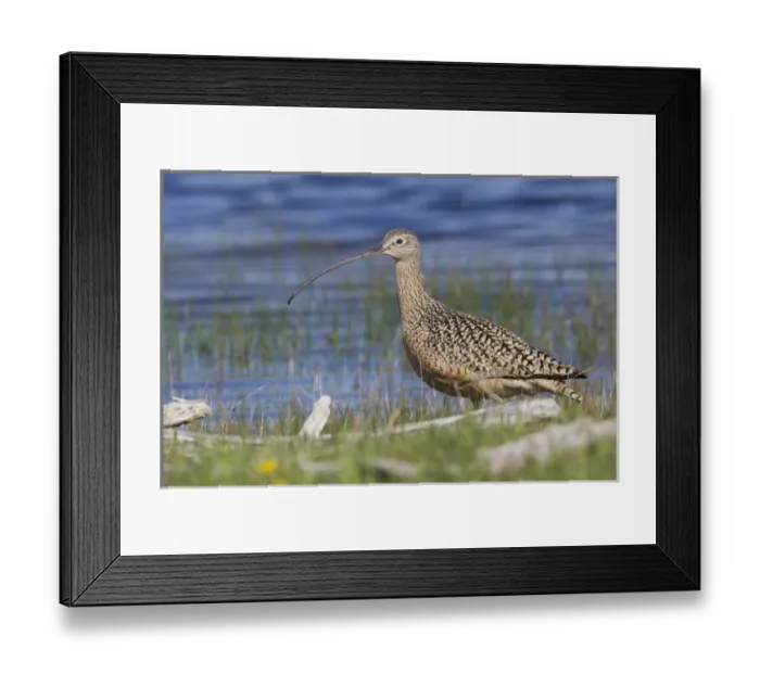Framed Print : Long-billed Curlew Framed Print : Long-billed Curlew