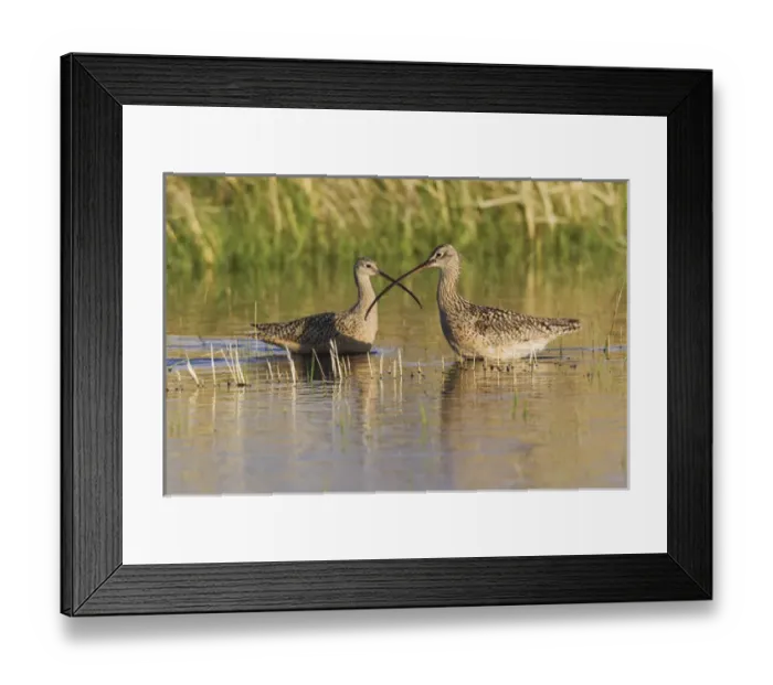 Framed Print : Long-billed Curlew Pair Framed Print : Long-billed Curlew Pair